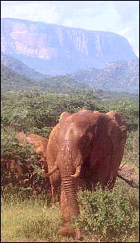 Savannah elephant Image: Save The Elephants