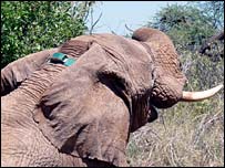 Tagged elephant (Save The Elephants)