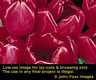 tulipes