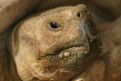 paradisio-14-tortue