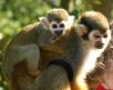 paradisio-singes