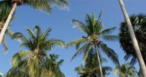 palmbomen