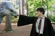 daniel-radcliffe
